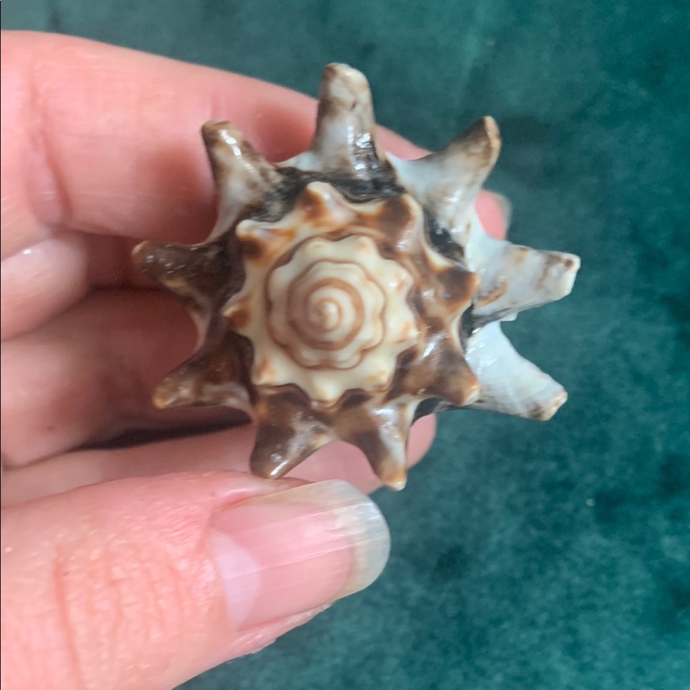 Statement Shell Cocktail Ring - image 4